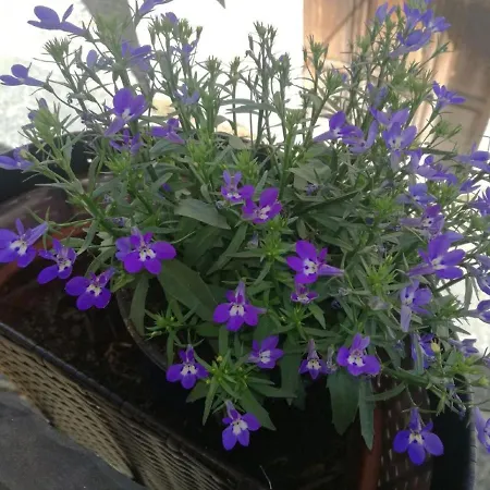 Il Prugnolo קסטל די סנגרו