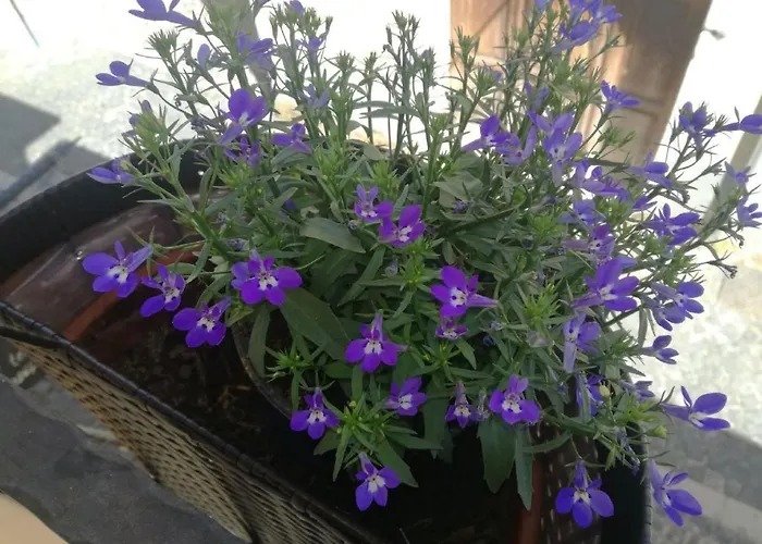 Il Prugnolo Castel Di Sangro